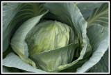 Jeffs Cabbage_closeup