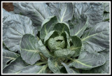 Jeffs Cabbage_cyan filter