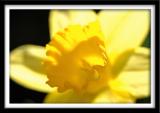 Daffodil in Gold