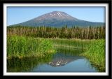 Mount Bachelor and Wild Grass