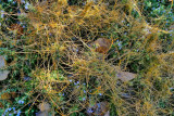 Dodder Study 2