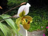 Orchid_Garden 005.jpg