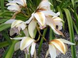 Orchid_Garden 033.jpg