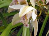 Orchid_Garden 034.jpg