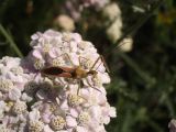 Adelphocoris Plant Bug on Yarrow