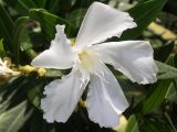 Oleander #2