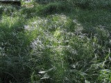 Grasses  in Sunlight