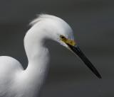 Snowy Egret.jpg