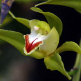 Only Orchids