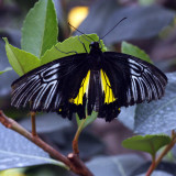 Butterflies Love Me
