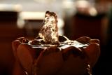chocolate water