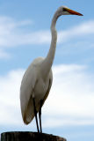 standing tall