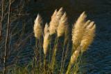 Pampas Grass