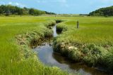 Nauset Salt Marsh