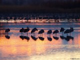 Sleeping Sandhill Cranes at Dawn