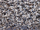 Snow Geese flock
