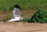 Northern Harrier male