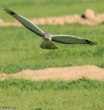 Northern Harrier male, the Silver Fox