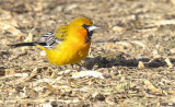 Streak-Backed Oriole