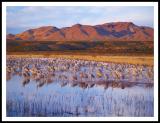 Sandhill Cranes at dawn