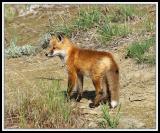 Red Fox