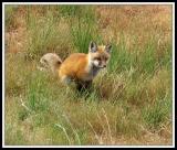 Red Fox