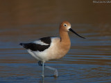 American Avocet