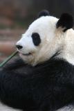 Panda 2
