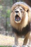 Lion 2