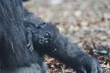 Gorilla Twins