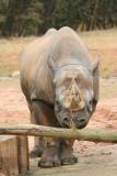 Black Rhino