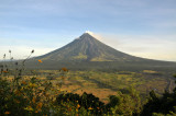 MAYON w/ FLOWERS
