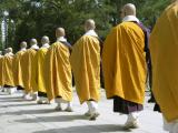 Yellow  Monks