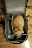 There's totally room for me in your camera bag.