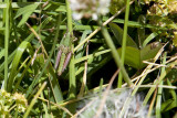 The elusive pink-legged grasshopper!