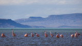 Flamingos on Lago Argentina, El Calafate.