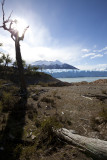 Dead trees at the Perito Moreno Glacier.