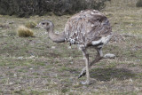 A andu or rhea, Torres del Paine National Park.