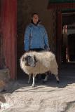 Free range sheep in the monastery.