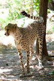 A Cheetah marking its territory.