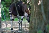 A weird looking animal, the okapi.