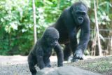A new baby gorilla and his mommy (presumably).