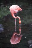 Good ole flamingo.
