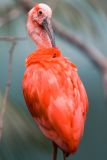 Scarlet ibis.  I actually decreased the saturation on this one, believe it or not.