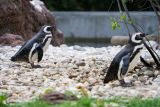 Could these be the famous gay penguins of the Bronx Zoo?