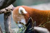 More red panda.
