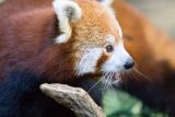 Even more red panda.