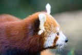 Yes, I took a lot of pictures of the red panda.