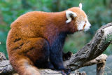 I guess I felt I had to make up for the last time I saw a red panda, when I took only one picture.