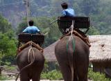 Chiang Mai Elephants